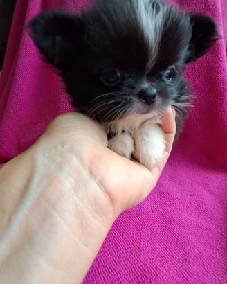 Chihuahua femmina nera con bianco