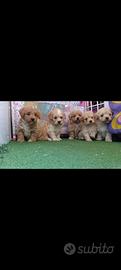 Maltipoo Toy