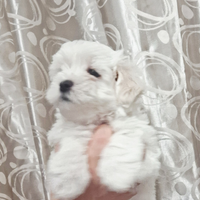 Maltese taglia piccola