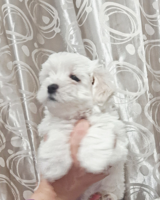 Maltese taglia piccola