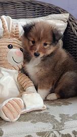  Shetland (pastore scozzese shetland) cuccioli