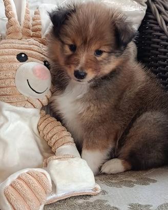  Shetland (pastore scozzese shetland) cuccioli