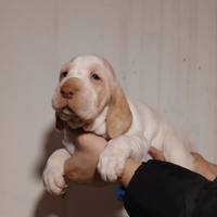 Cuccioli di Bracco italiano