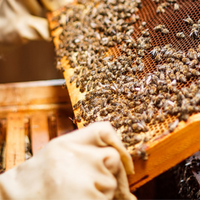 Vendita famiglie di api