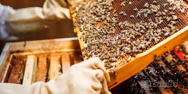 Vendita famiglie di api