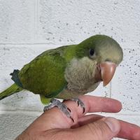 Pullo di parrocchetto Monaco svezzato