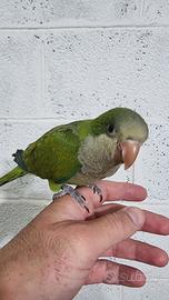 Pullo di parrocchetto Monaco svezzato