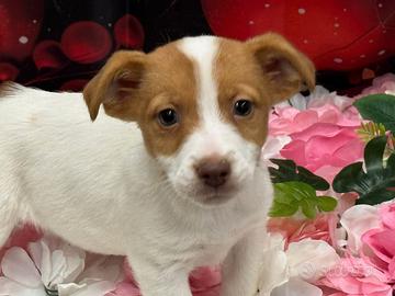 Jack Russell
