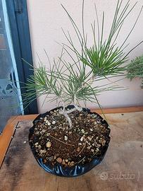 Pre Bonsai Pino Thunbergii