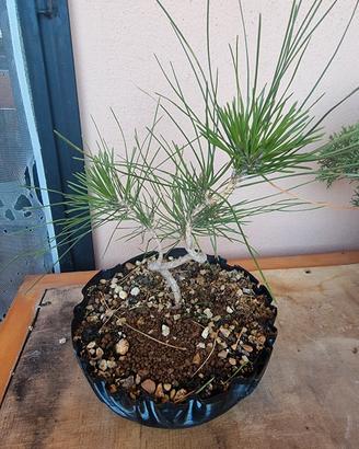 Pre Bonsai Pino Thunbergii