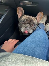 Buldog francese