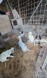 Setter inglese cuccioli