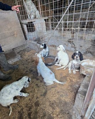 Setter inglese cuccioli