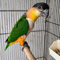 Caicchi testa nera e testa gialla