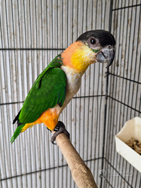 Caicchi testa nera e testa gialla