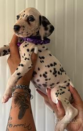 Femminuccia dalmata pedigree
