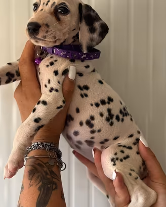 Femminuccia dalmata pedigree