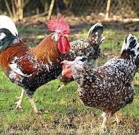 Galline ornamentali o animali da bassa corte