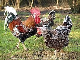 Galline ornamentali o animali da bassa corte