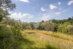 TER. AGRICOLO A PALOMBARA SABINA