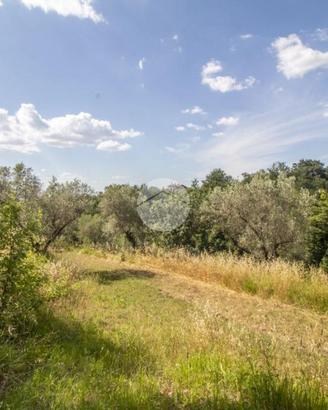 TER. AGRICOLO A PALOMBARA SABINA