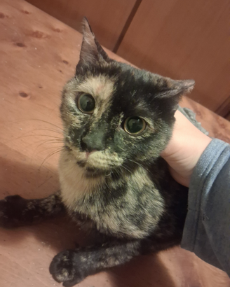Gattina 7 mesi