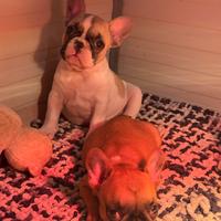 Cucciola bulldog francese femmina