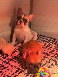 Cucciola bulldog francese femmina