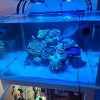 acquario marino