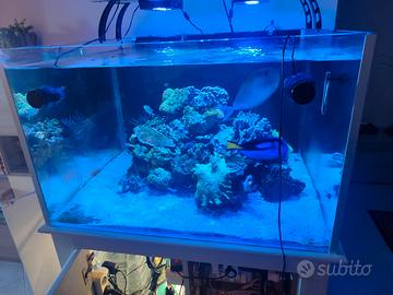 acquario marino