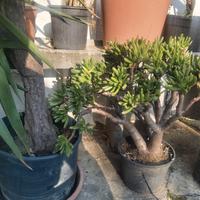 piante grasse 