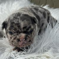 Bulldog francesi Merle maschi