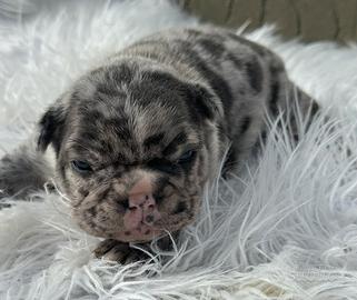 Bulldog francesi Merle maschi