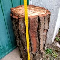 TRONCO DI PINO MARITTIMO Alto cm. 46/49 Diam.24/29