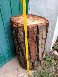 TRONCO DI PINO MARITTIMO Alto cm. 46/49 Diam.24/29