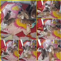 8 amici da salvare- In adozione