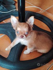 ? Cucciolo di Chihuahua di 3 mesi ?