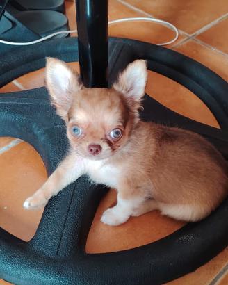 ? Cucciolo di Chihuahua di 3 mesi ?