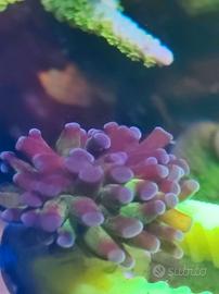 Corallo Euphyllia