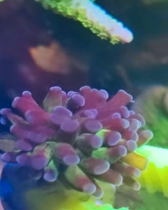 Corallo Euphyllia