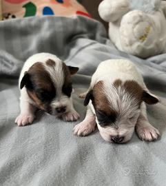 Jack Russell Terrier