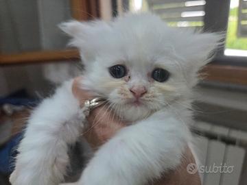 cucciolo di gattino persiano normotipo 