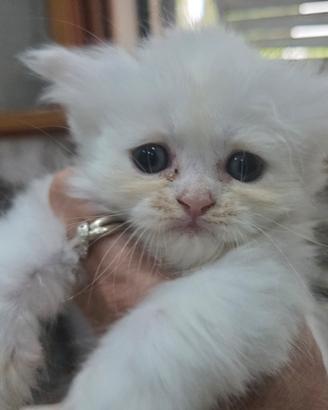 cucciolo di gattino persiano normotipo 