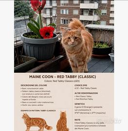 Cuccioli Maine coon