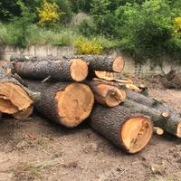Tronchi cedro del libano