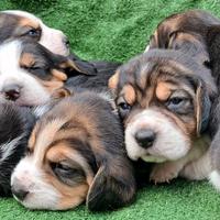 Beagle maschio e femmine