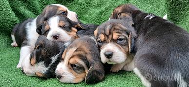 Beagle maschio e femmine