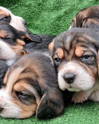 Beagle maschio e femmine