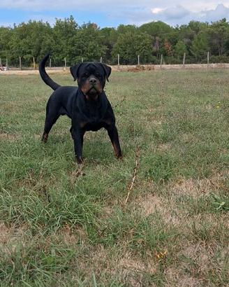 Rottweiler