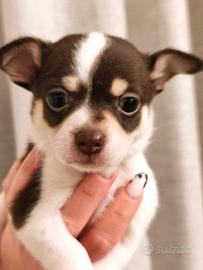 Chihuahua maschietto